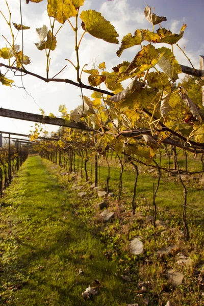 Uvas de vino frente al paisaje otoñal Fotos de stock libres de derechos
