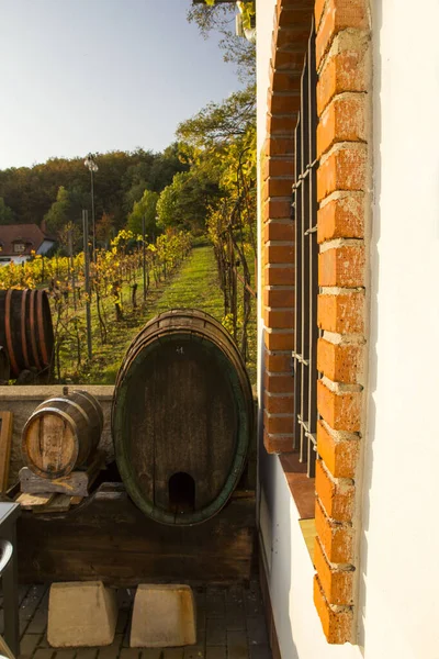 Uvas de vinho em frente à paisagem de outono Imagem De Stock