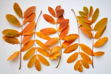 Beyaz arkaplanda sonbahar yaprağı