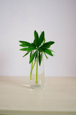 açık pembe arkaplan minimalizmine sahip bitkiler