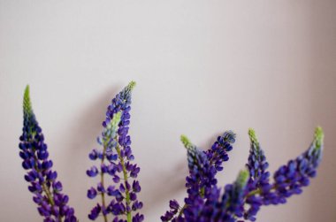 Açık pembe arka planda Lupines En az fotoğraf