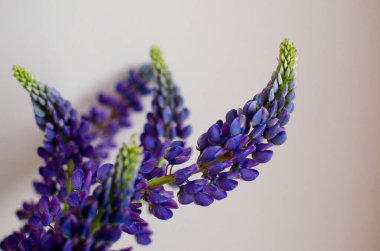 Açık pembe arka planda Lupines En az fotoğraf