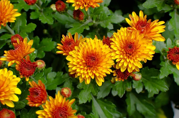 Blossom Chrysanthemums Red Orange Yellow Background Calendar — Stock Photo, Image