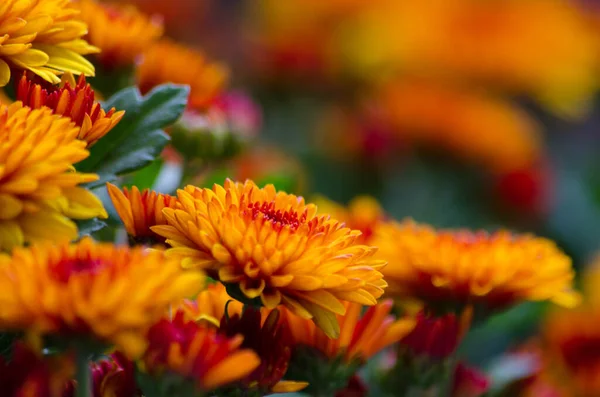 Chrysanthemen Rot Orange Gelb Hintergrund Für Kalender — Stockfoto