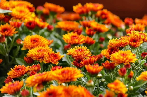 Virág krizantém piros-narancs-sárga textúra naptár — Stock Fotó