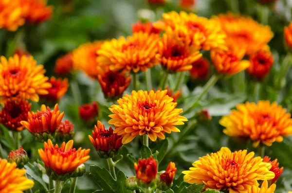 Chrysanthèmes de fleurs texture rouge-orange-jaune pour calendrier — Photo
