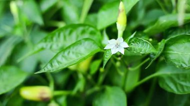 Yazın çiçek açan peper.