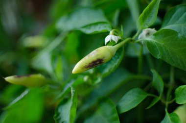 yemek ve sebzeler hakkında fotoğraf