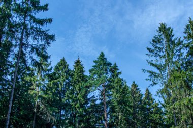 Gündüz güneşli yeşil yaz ormanı