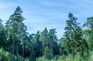 Gündüz güneşli yeşil yaz ormanı