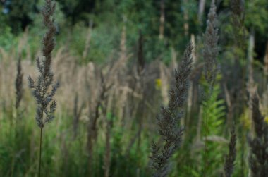 Gündüz güneşli yeşil yaz ormanı