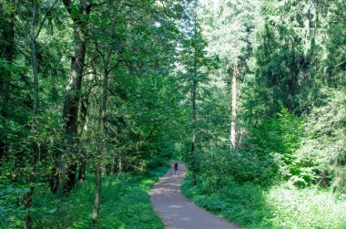 Gündüz güneşli yeşil yaz ormanı
