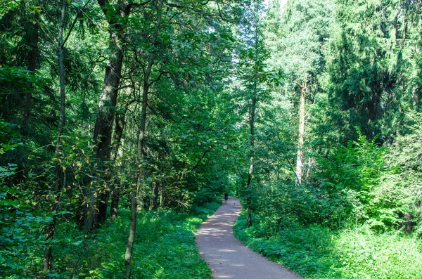 Gündüz güneşli yeşil yaz ormanı