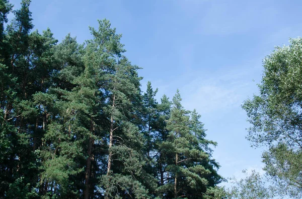 Gündüz güneşli yeşil yaz ormanı