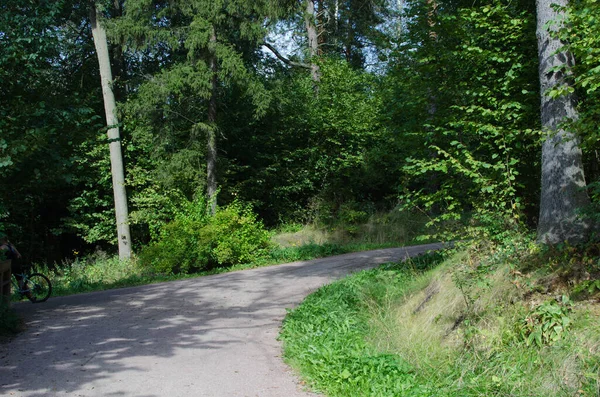 Gündüz güneşli yeşil yaz ormanı