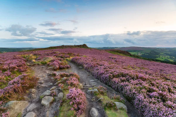 Heather Winyards Nick Více Než Owler Tor Dálce Derbyshire Peak — Stock fotografie