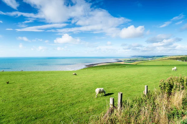 Ovejas Pastando Campos Costa Ceredigion Cerca Aberath Gales —  Fotos de Stock