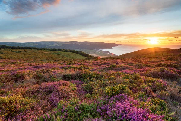 Sonnenuntergang Über Blühendem Heidekraut Den Hängen Des Bossington Hügels Oberhalb — Stockfoto