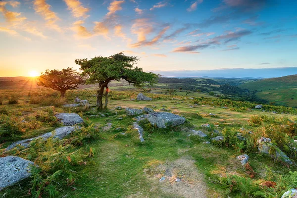 Espinos Envejecidos Combestone Tor Parque Nacional Dartmoor Devon —  Fotos de Stock