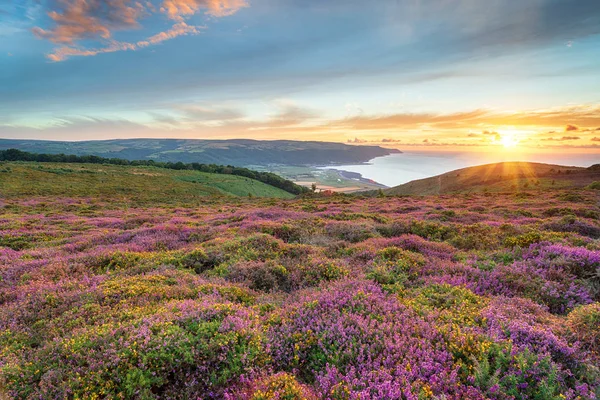 Prachtige Zonsondergang Heide Bloei Bosington Buurt Van Minehead Kommuna Het — Stockfoto