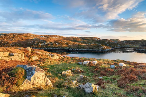 Skoçya Nın Outer Hebrides Scalpay Adası Üzerinde Otlatma Koyun — Stok fotoğraf