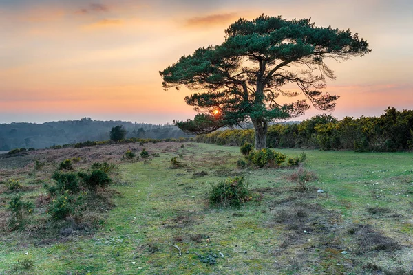 Bratley View in the New Forest — Stock Photo, Image