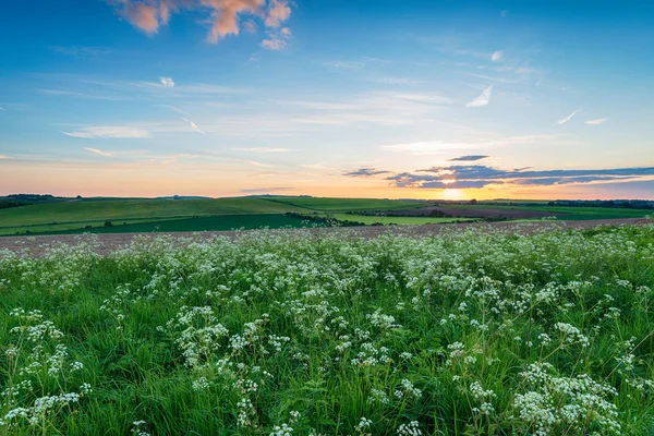 Sunset over Cow Parsely on the Ridgeway — Stock Photo, Image