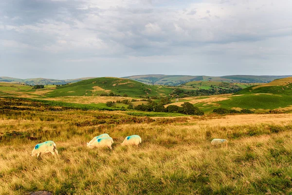 Pâturage des moutons sur les pentes de la colline Gilwern — Photo