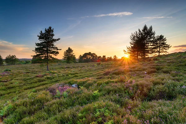 Gyönyörű naplemente alatt Slepe Heath — Stock Fotó