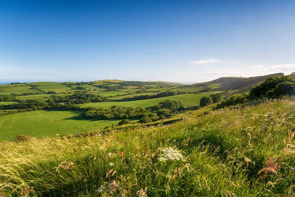 Summer in the Dorset countryside — Stock Photo, Image