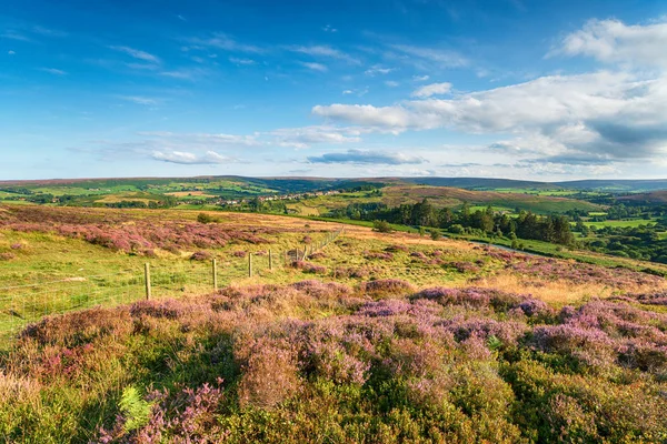 Summer in the North York Moors National Park — Stock Photo, Image