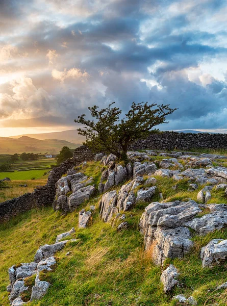 Sunset over a lone Hawthorn tree near Settle — Stock Photo, Image