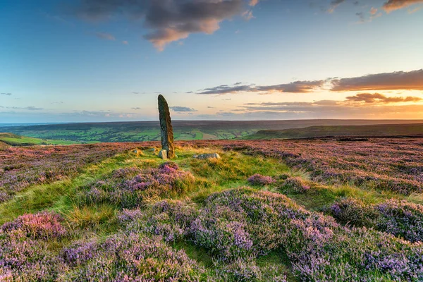 Sunset over purple heather in bloom at Little Blakey Howe — Stock Photo, Image