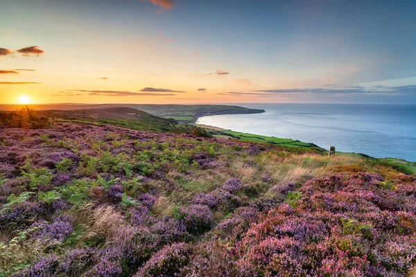 Summer heather in bloom on the North York Moors — Stock Photo, Image