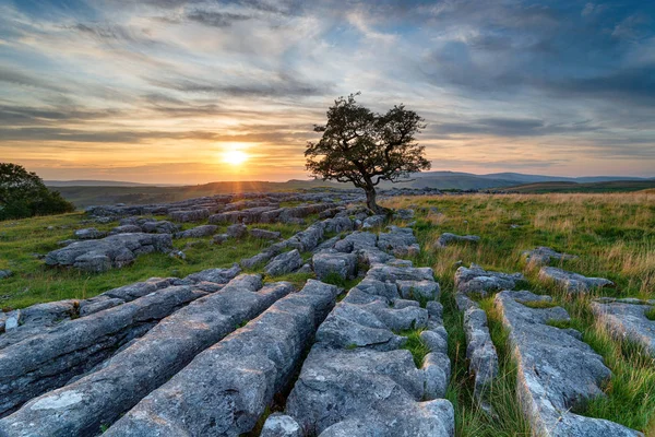 Puesta de sol sobre un solitario árbol de espino barrido por el viento en una pavimentación de piedra caliza —  Fotos de Stock