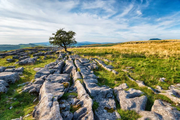 Un espino barrido por el viento que crece en un pavimento de piedra caliza en el —  Fotos de Stock