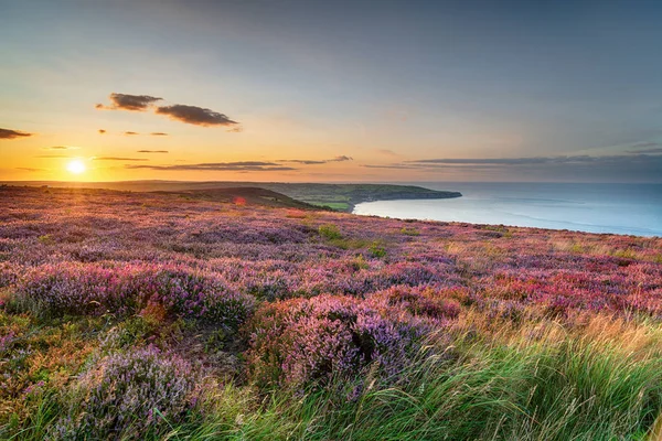 Sunset over heather in bloom on the North York Moors National Pa — Stock Photo, Image