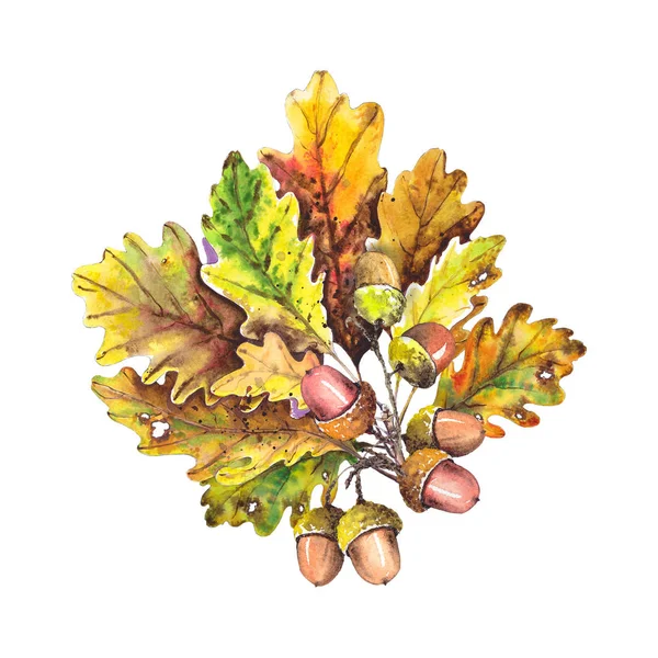 Цветные Осенние Дубовые Листья Желудями Изолированный Элемент Дизайна Акварель — стоковое фото