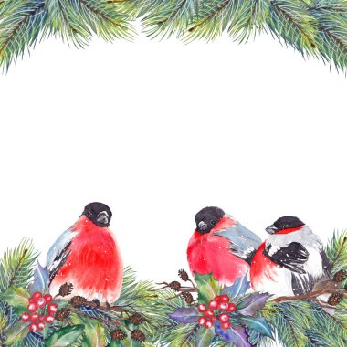 Noel kare kırmızı şakrak kuşu kuşlar, holly Karpuzu, Çamın dalları, koni ve kuru dallar ile. Beyaz arka plan üzerine suluboya.