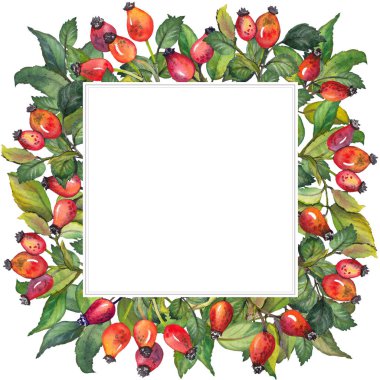 Kırmızı Kuşburnu çilek ve yeşil yaprak suluboya çerçeveli. Beyaz zemin üzerine çizilen illüstrasyon el.