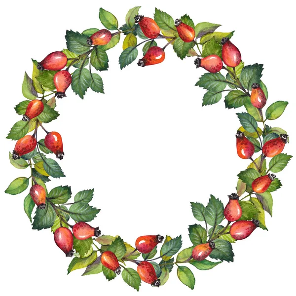 赤いローズヒップの果実は 緑の葉と水彩の花輪 白い背景の上の隔離された図 — ストック写真