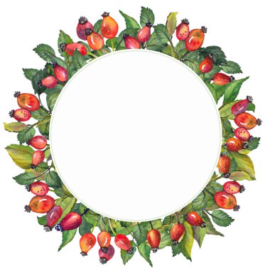 Suluboya daire kare kırmızı Kuşburnu çilek ve yeşil yaprakları ile. Beyaz zemin üzerine çizilen illüstrasyon el.