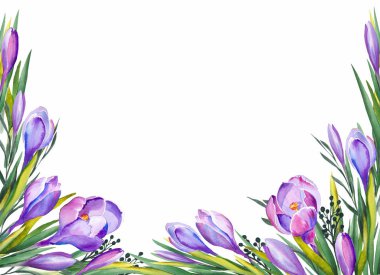 Purple crocus flowers for greeting cards. Watercolor on white background. clipart