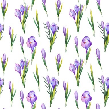 Mor bitkisi çiçeği ile Seamless modeli. Beyaz zemin üzerine suluboya resim.