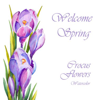 Spring purple crocus flowers for greeting cards. Watercolor on white background. clipart