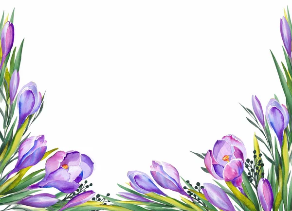 Paarse Crocus Bloemen Voor Wenskaarten Aquarel Witte Achtergrond — Stockfoto