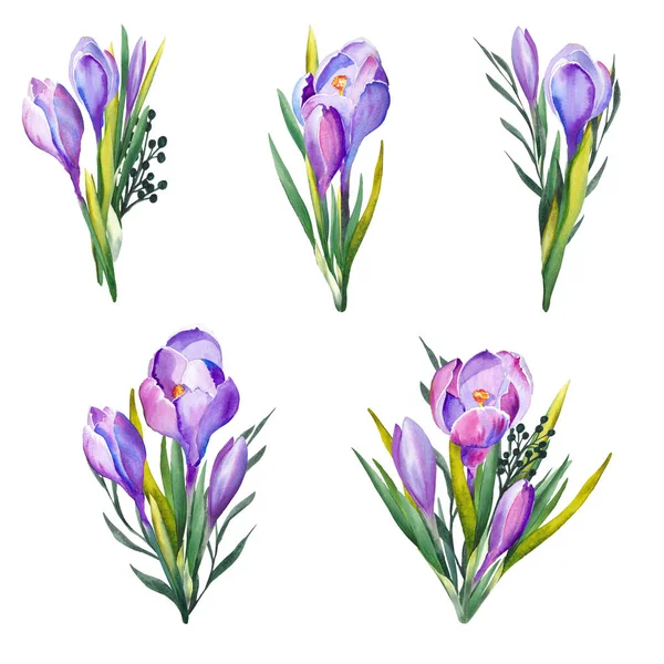 Набор Фиолетовых Крокус Цветы Белом Фоне Изолированные Элементы Дизайна — стоковое фото