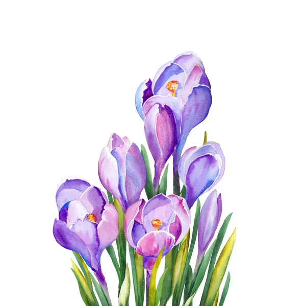 Purple Crocus Flowers Greeting Cards Watercolor White Background — Stock Photo, Image