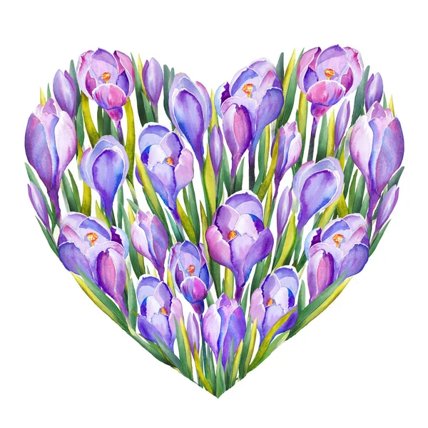 心形与紫色番红花花 白色背景上的水彩 — 图库照片
