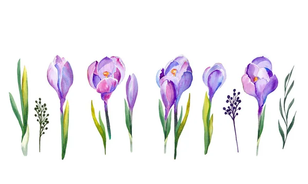 Aquarel Set Paarse Crocus Bloemen Witte Achtergrond Geïsoleerde Elementen Voor — Stockfoto